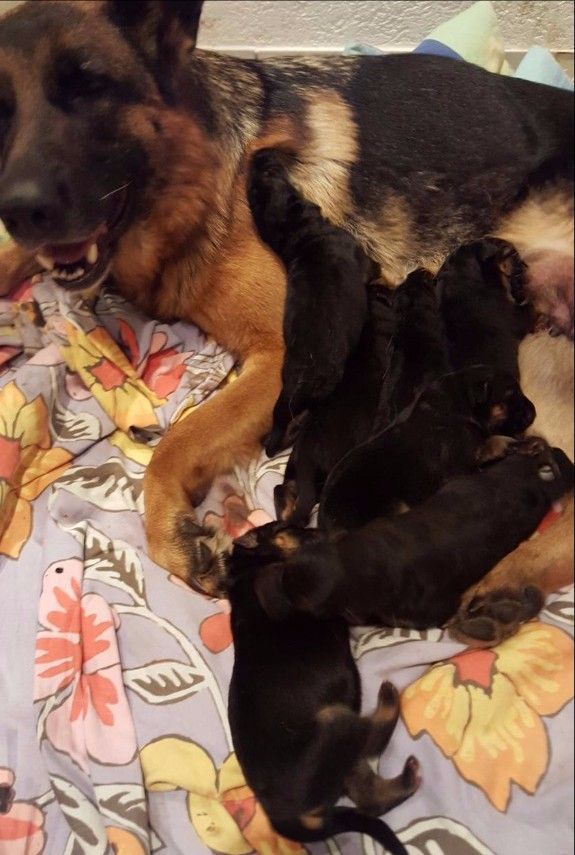 Zwinger vom Schäferturm