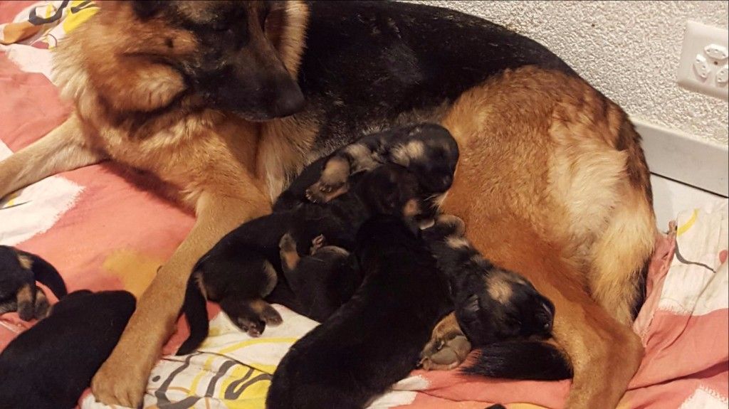 Zwinger vom Schäferturm