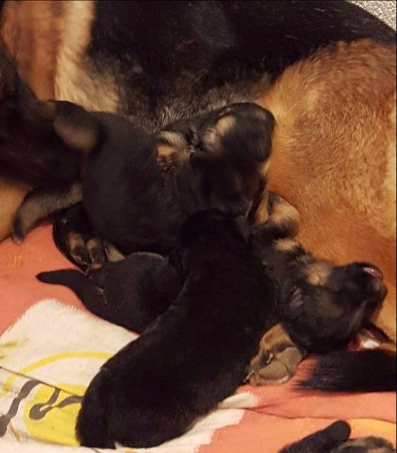 Zwinger vom Schäferturm