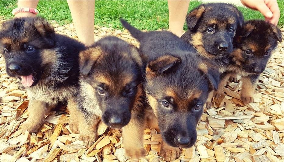 Zwinger vom Schäferturm