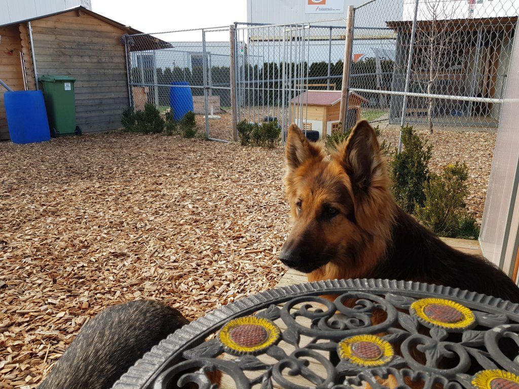 Zwinger vom Schäferturm