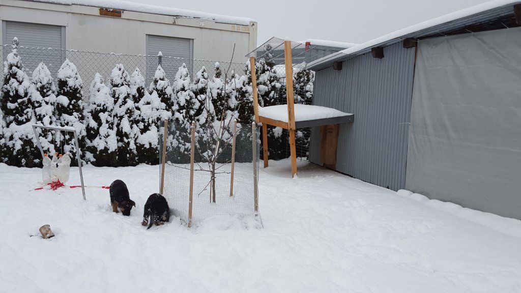 Zwinger vom Schäferturm