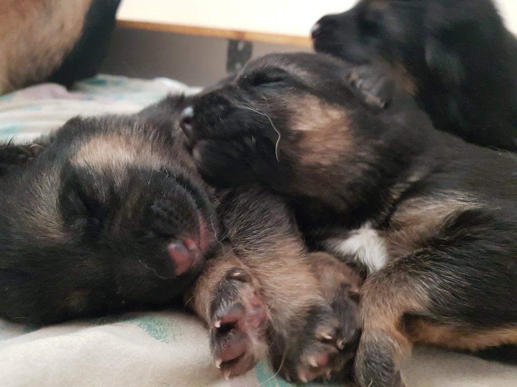 Zwinger vom Schäferturm