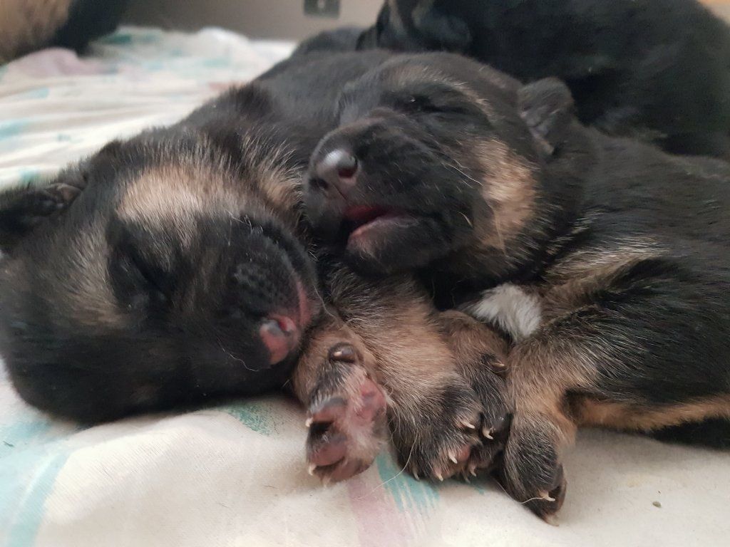 Zwinger vom Schäferturm