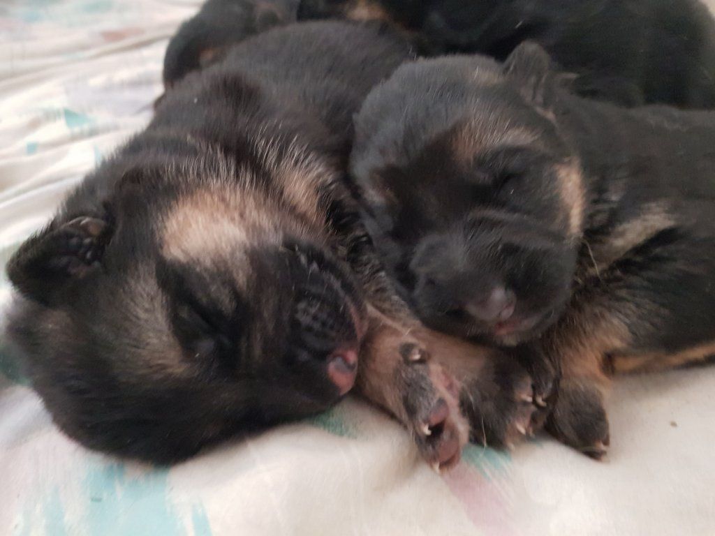 Zwinger vom Schäferturm