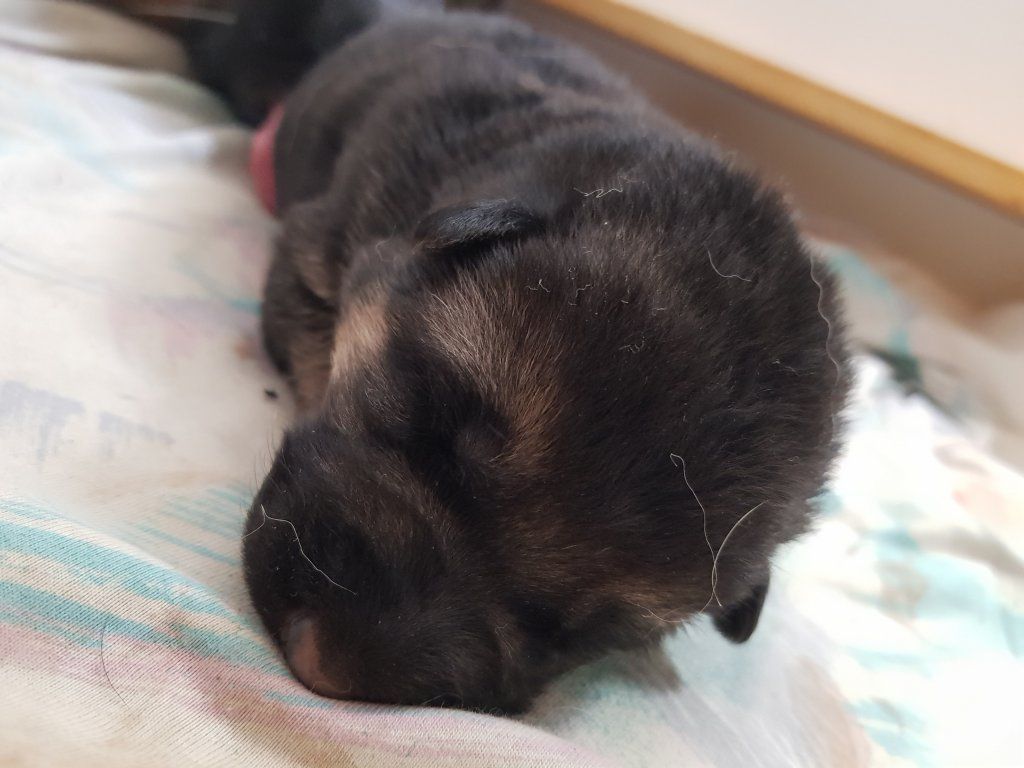 Zwinger vom Schäferturm