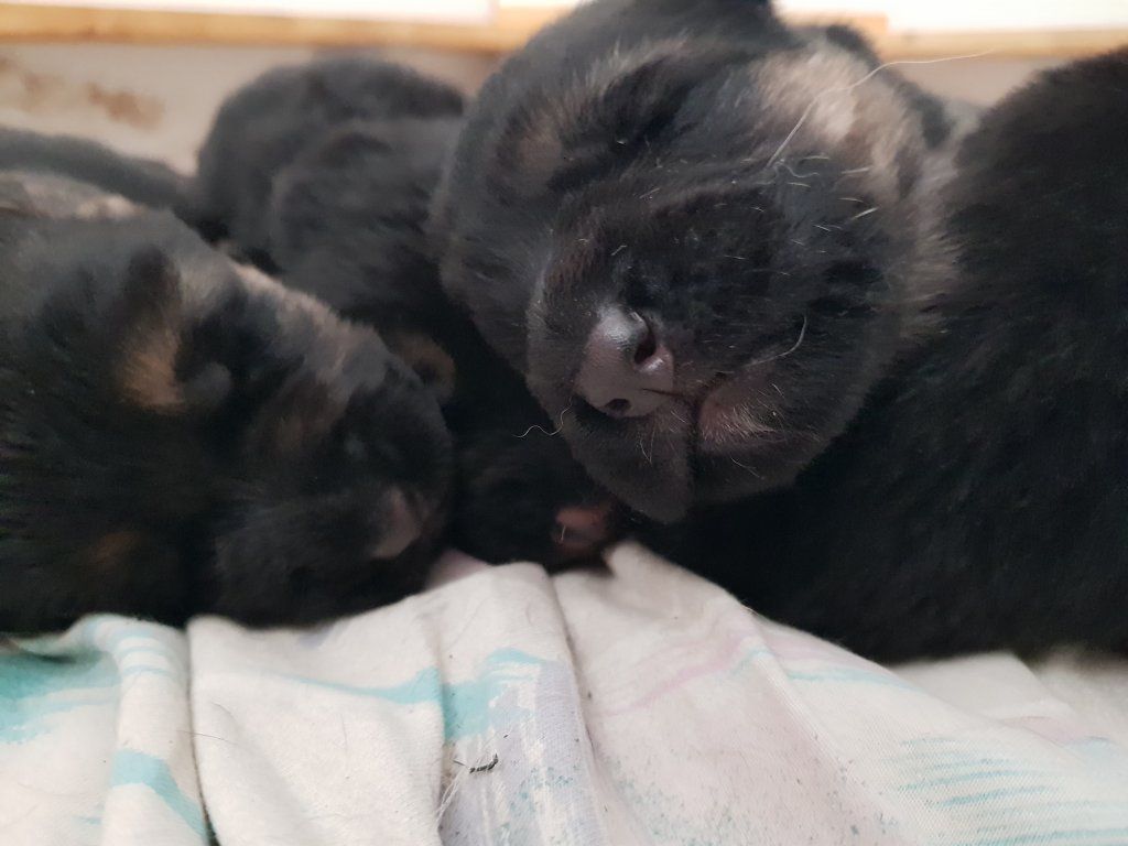 Zwinger vom Schäferturm