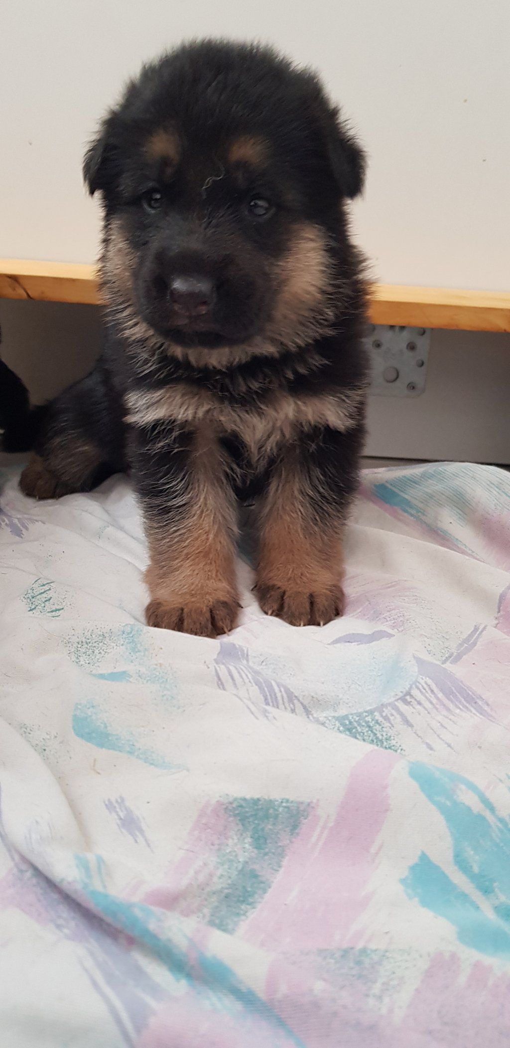 Zwinger vom Schäferturm