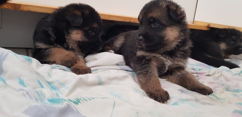 Zwinger vom Schäferturm