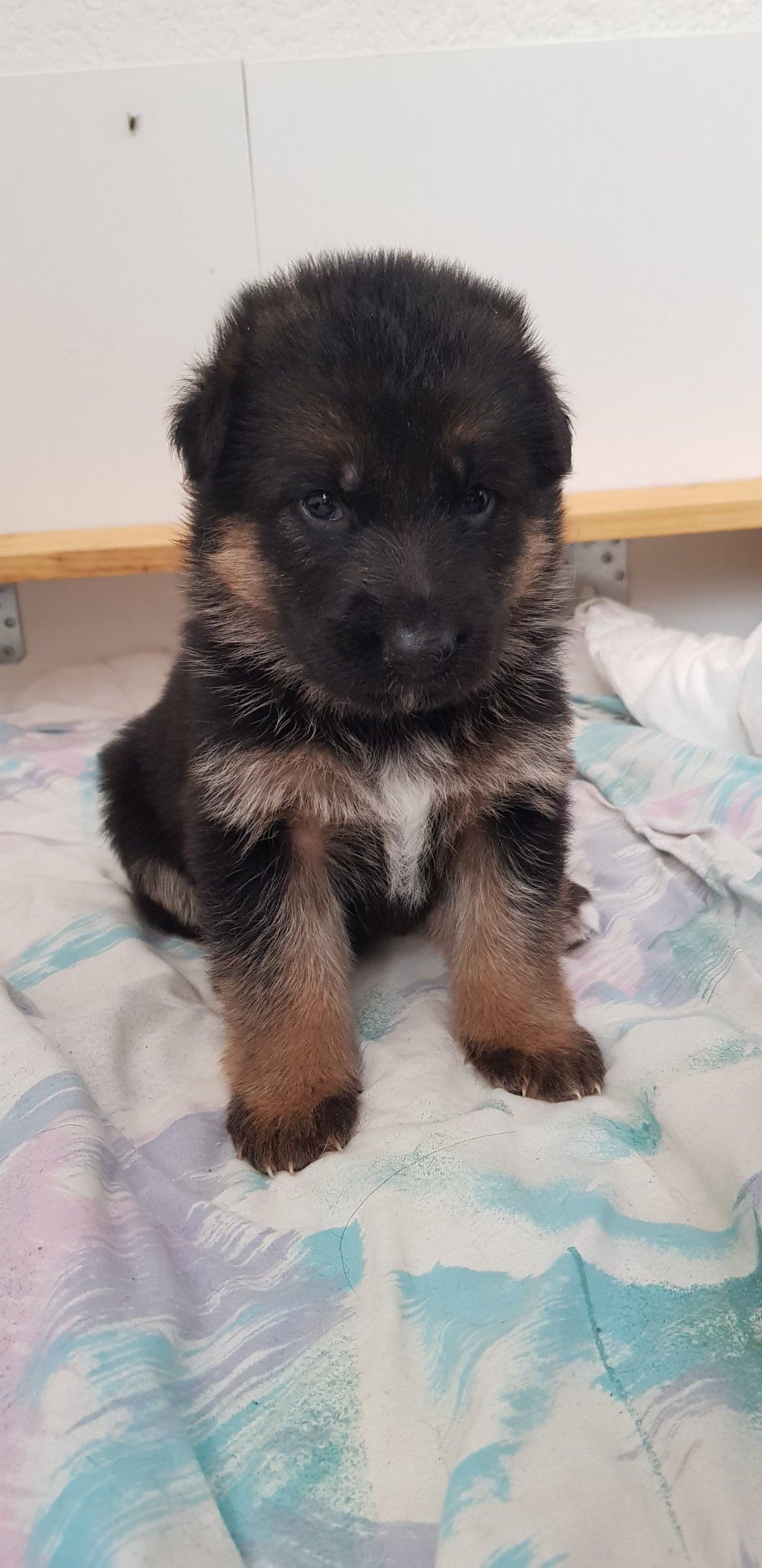 Zwinger vom Schäferturm