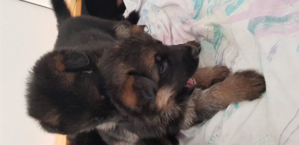 Zwinger vom Schäferturm