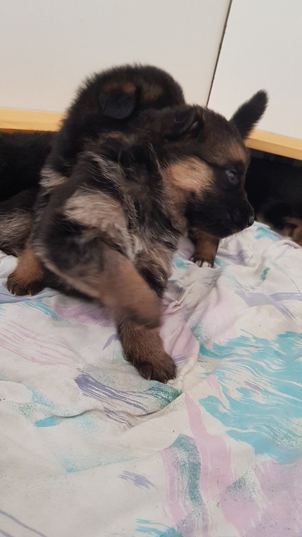 Zwinger vom Schäferturm