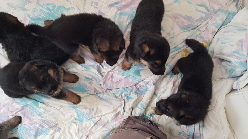 Zwinger vom Schäferturm