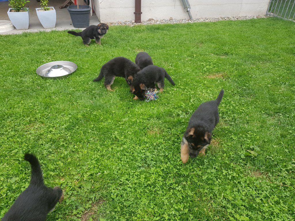 Zwinger vom Schäferturm