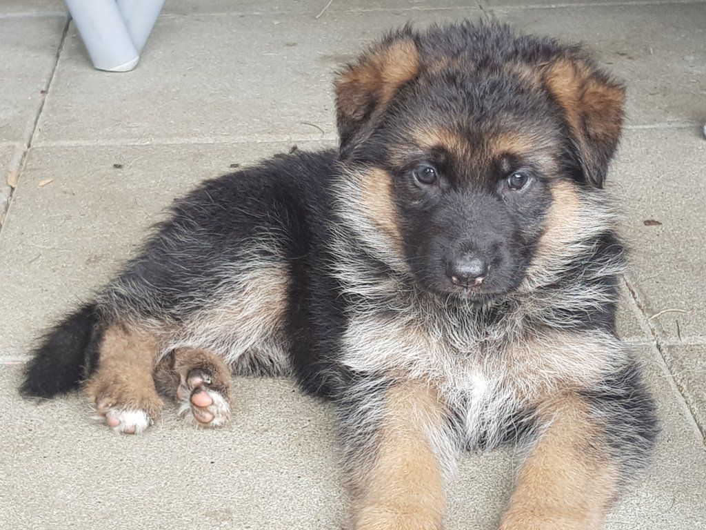 Zwinger vom Schäferturm