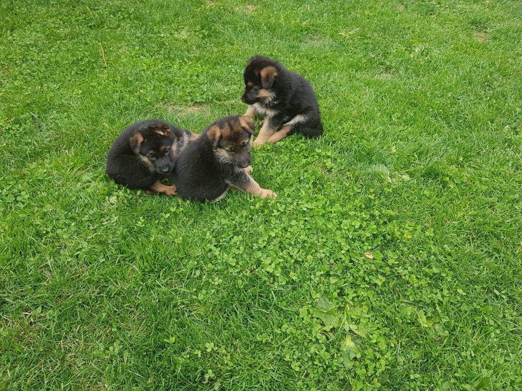 Zwinger vom Schäferturm