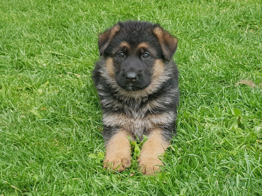 Zwinger vom Schäferturm