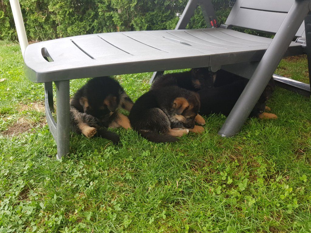 Zwinger vom Schäferturm