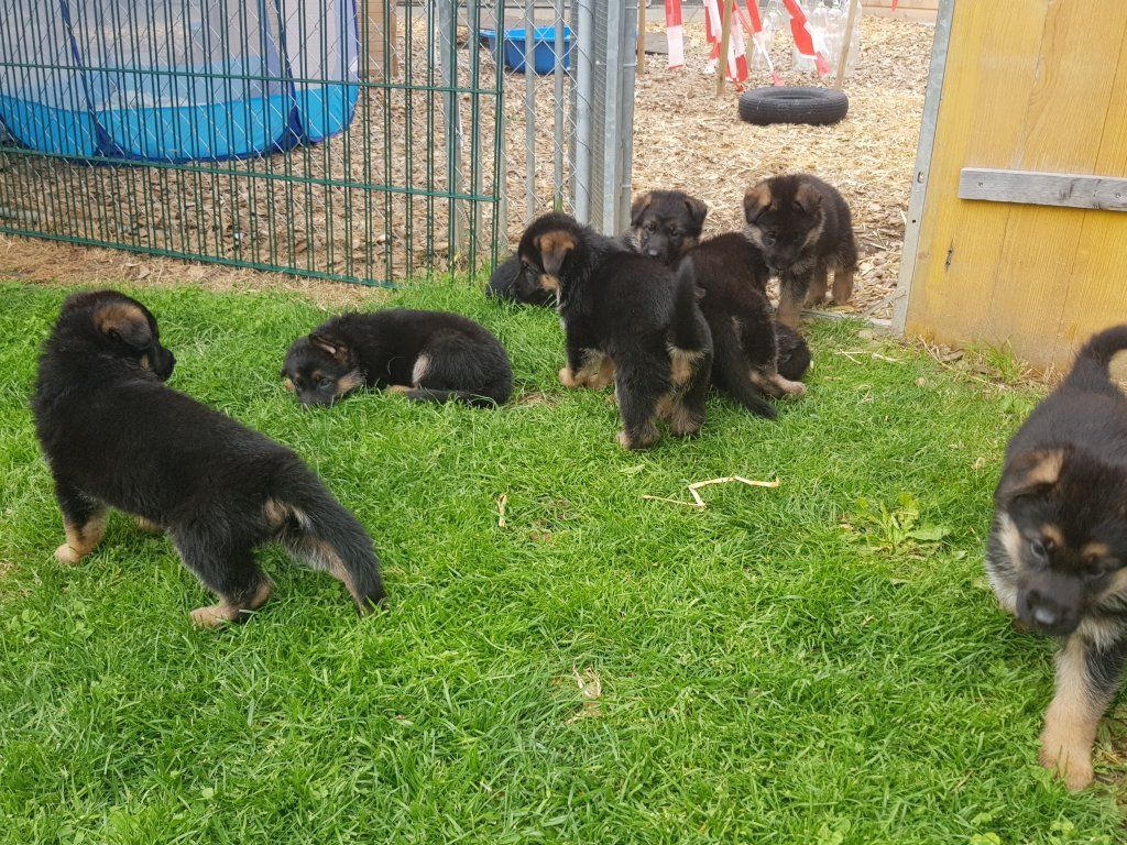 Zwinger vom Schäferturm