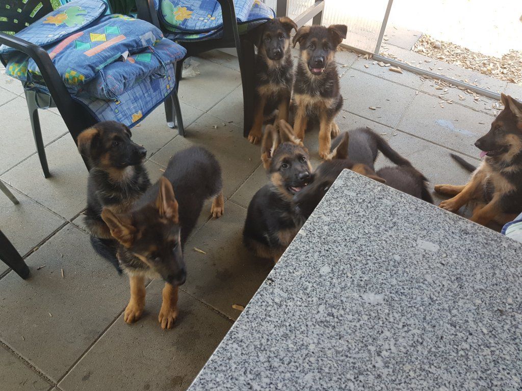 Zwinger vom Schäferturm