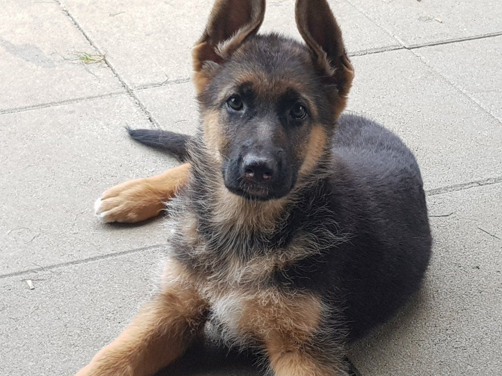 Zwinger vom Schäferturm