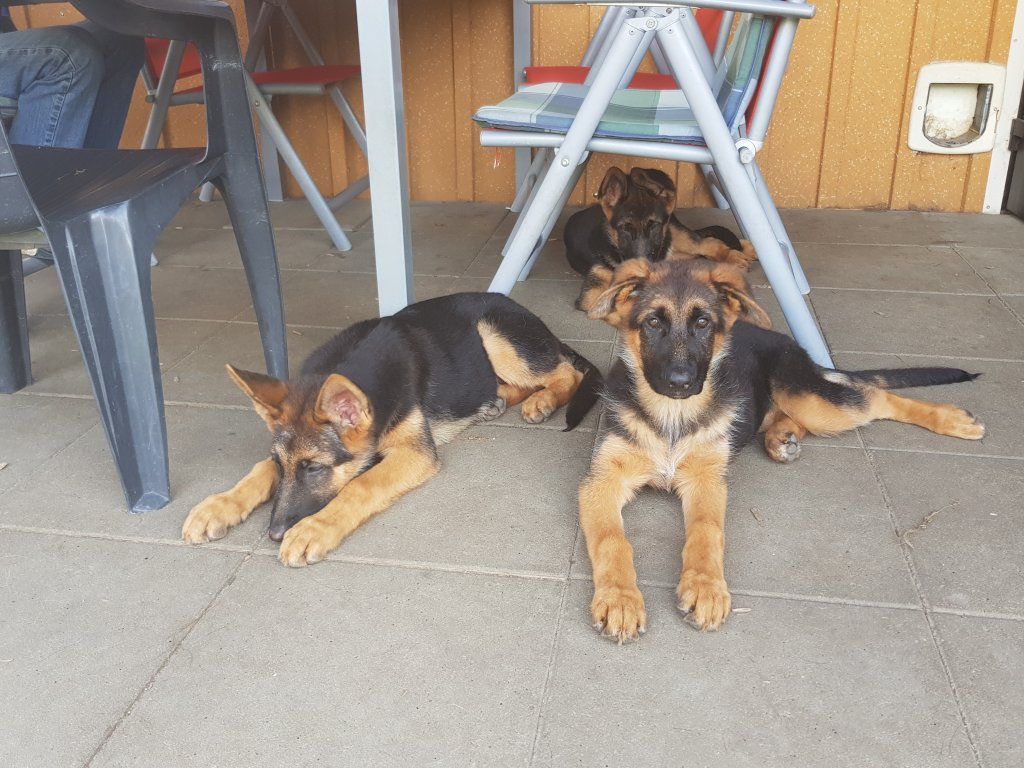 Zwinger vom Schäferturm