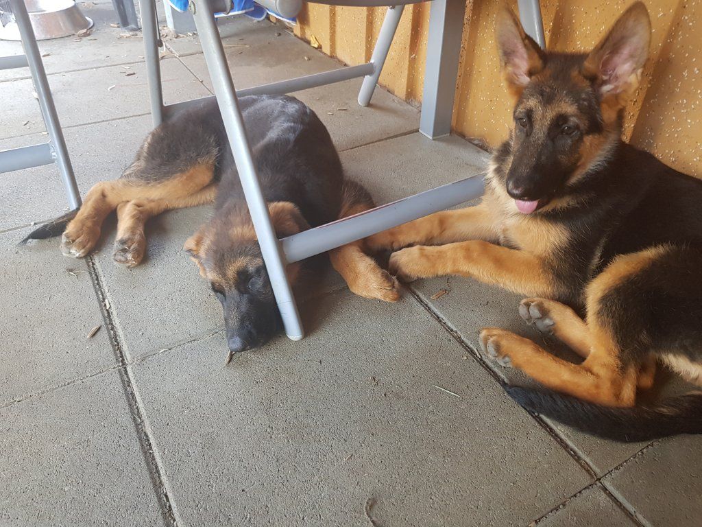 Zwinger vom Schäferturm