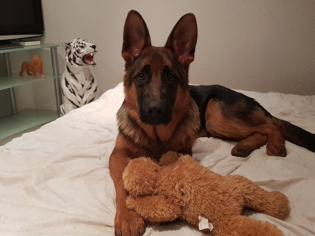 Zwinger vom Schäferturm