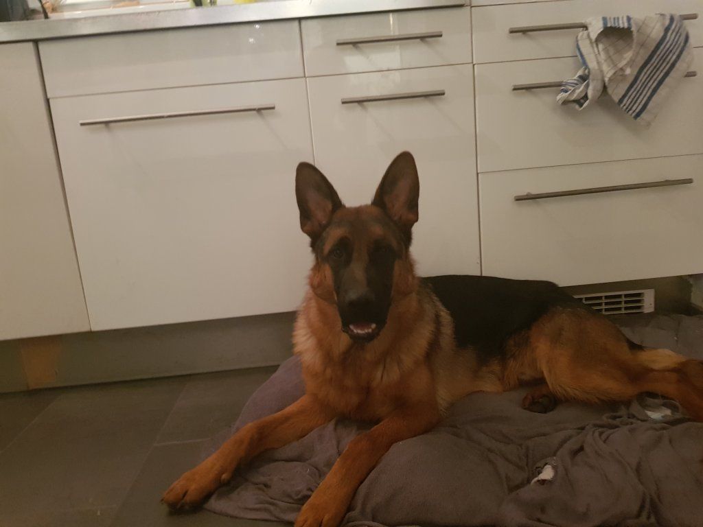 Zwinger vom Schäferturm