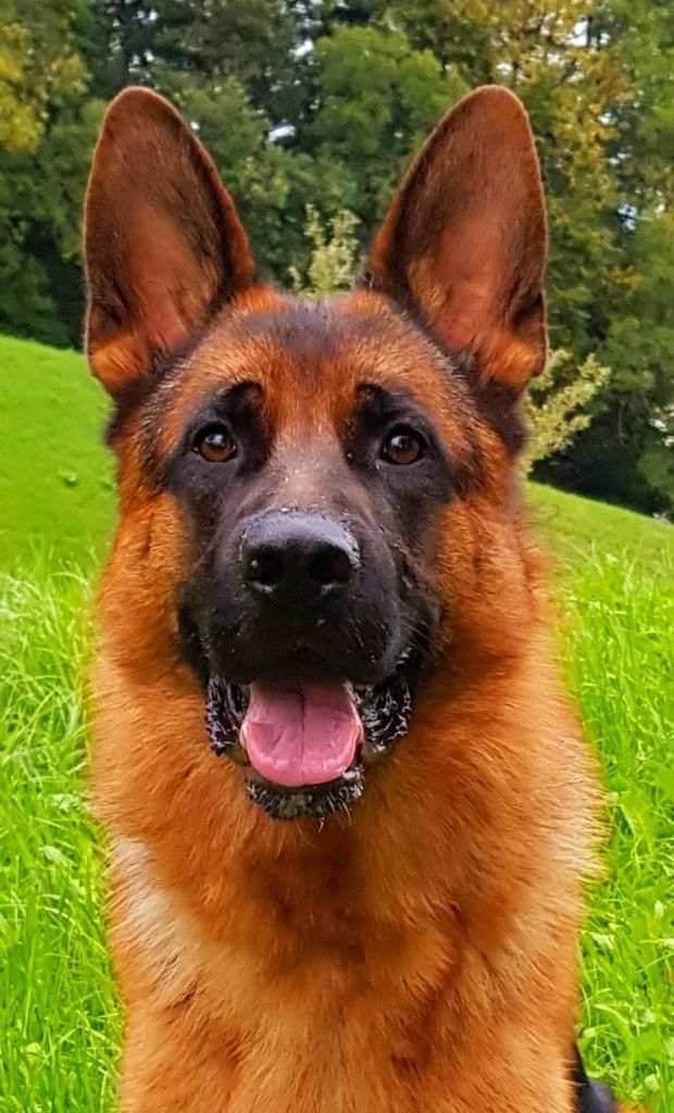 Zwinger vom Schäferturm