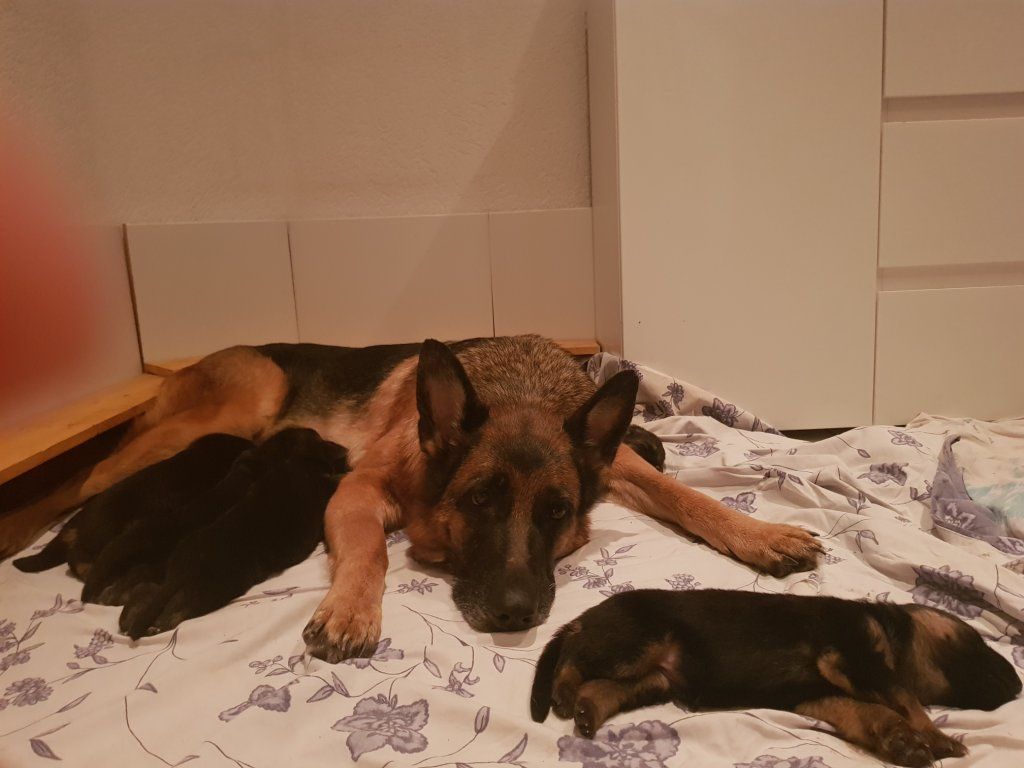 Zwinger vom Schäferturm