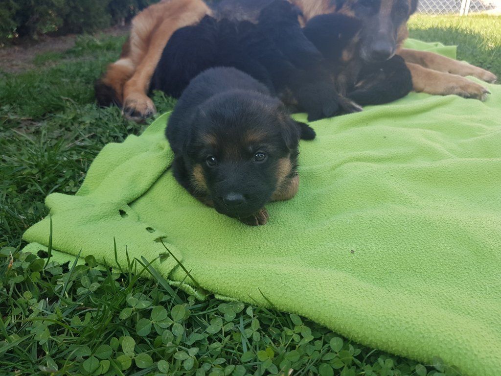 Zwinger vom Schäferturm