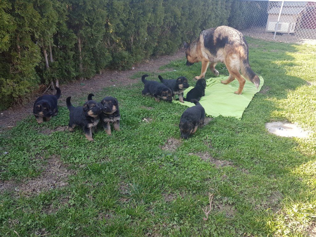 Zwinger vom Schäferturm