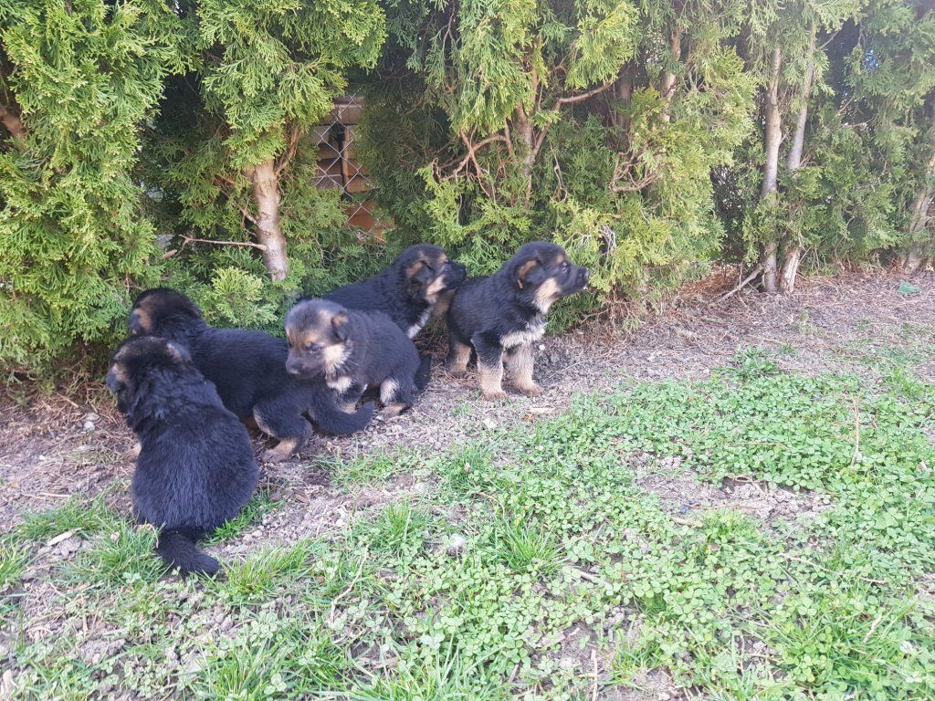 Zwinger vom Schäferturm