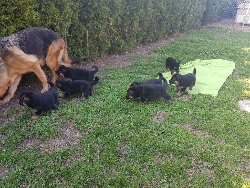 Zwinger vom Schäferturm
