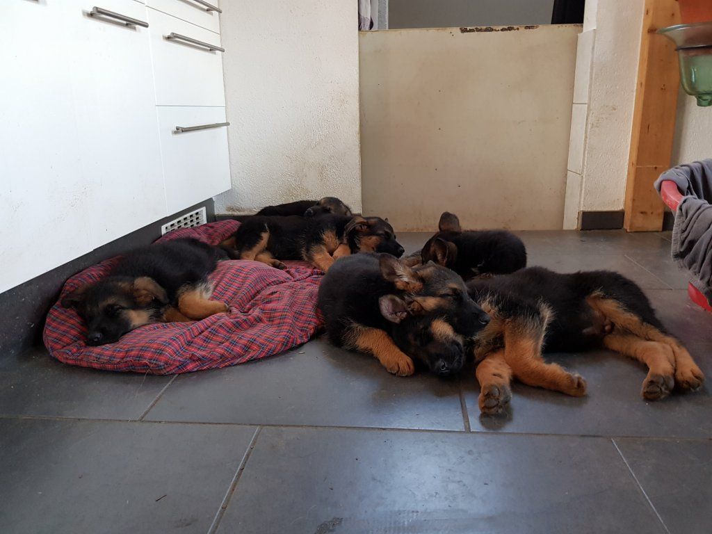 Zwinger vom Schäferturm