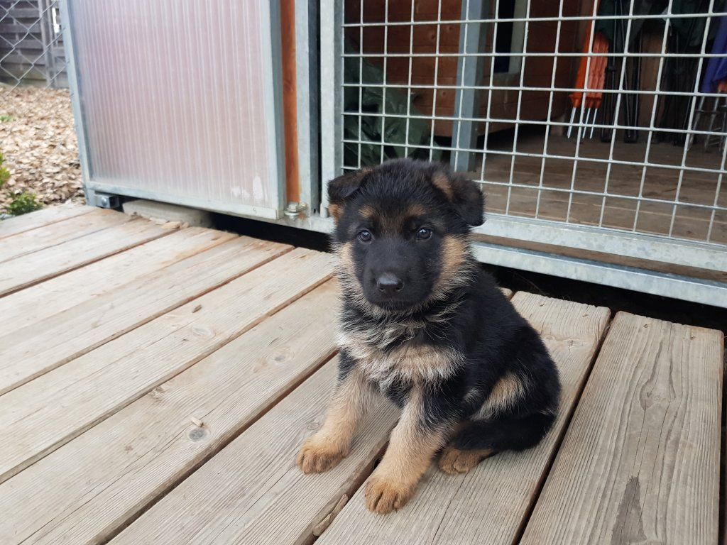 Zwinger vom Schäferturm