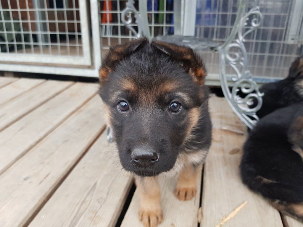 Zwinger vom Schäferturm