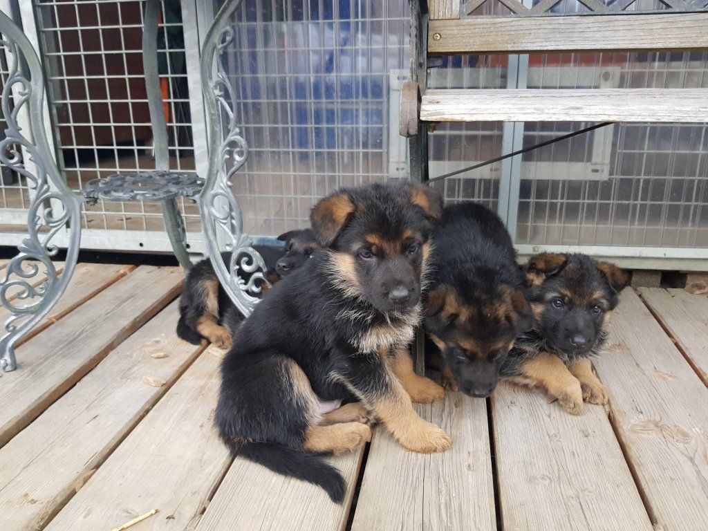 Zwinger vom Schäferturm