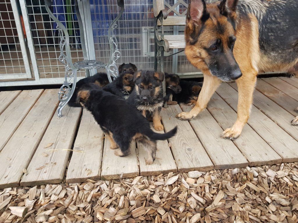 Zwinger vom Schäferturm