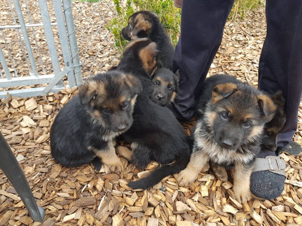 Zwinger vom Schäferturm