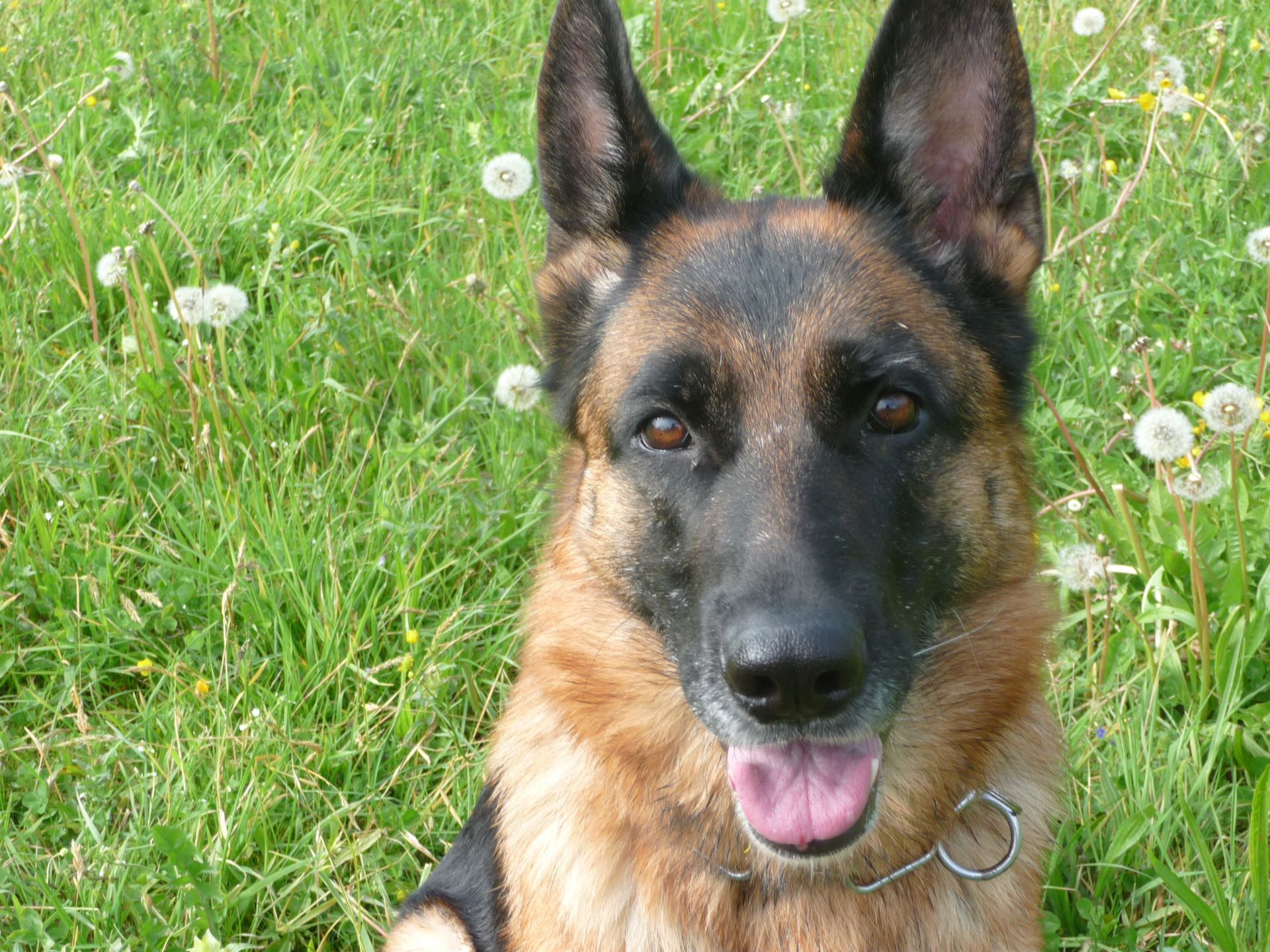 Zwinger vom Schäferturm