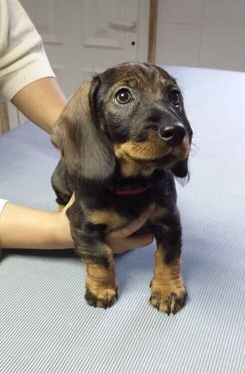 centro veterinario benfica