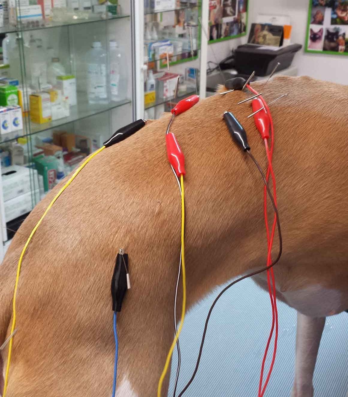 acupuntura veterinaria lisboa