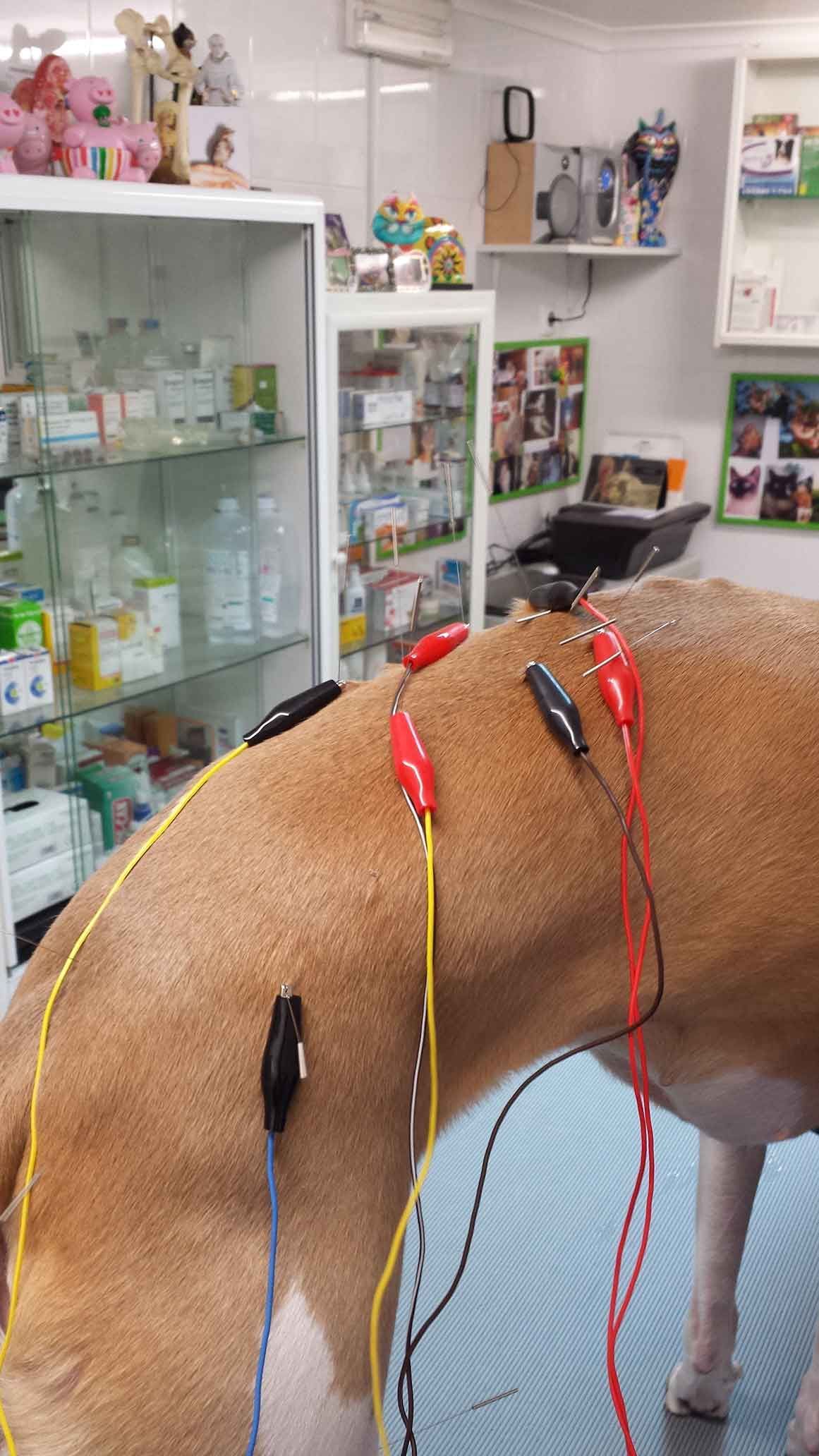 veterinario benfica lisboa