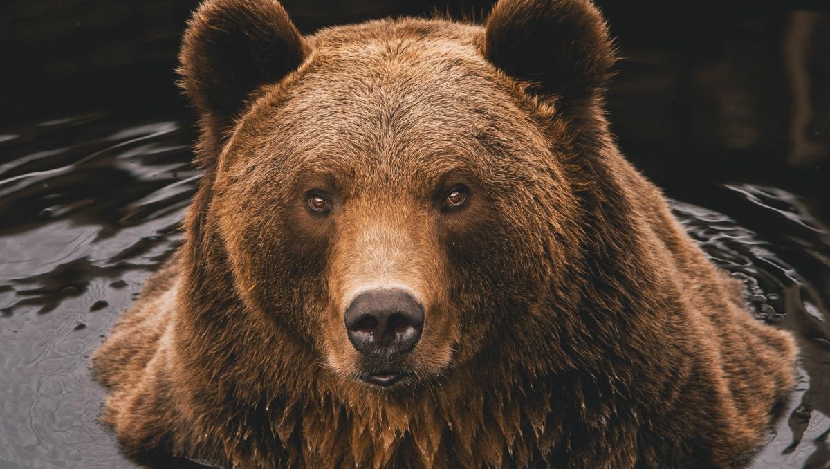 Ein Braunbär schwimmt im Wasser und schaut in die Kamera.