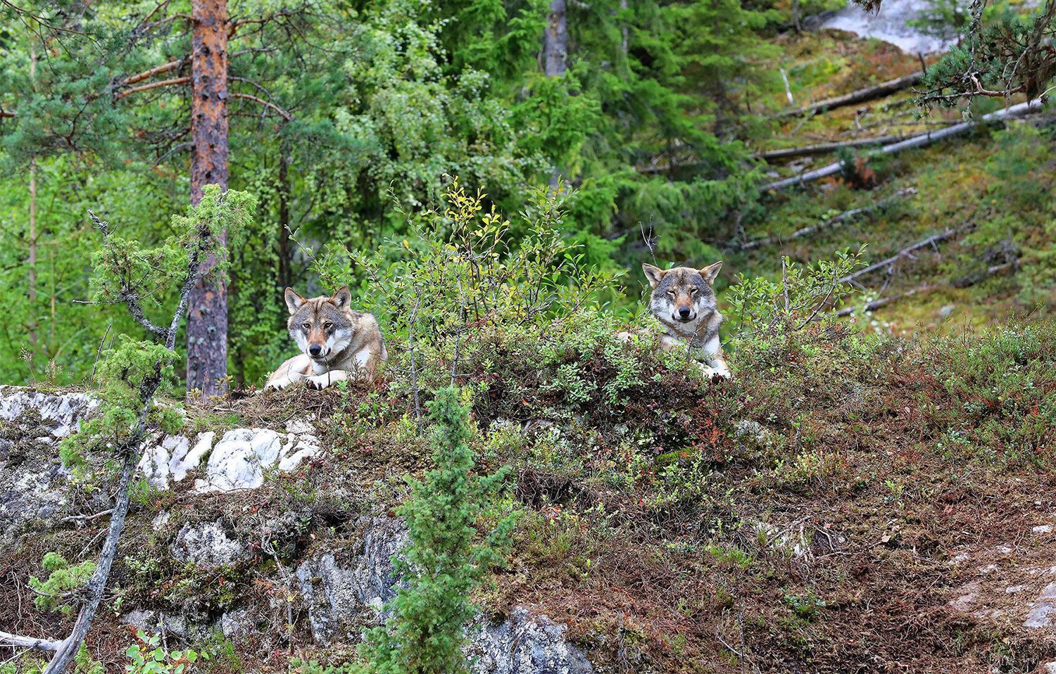 Zwei Wölfe liegen auf einem Felsen im Wald.