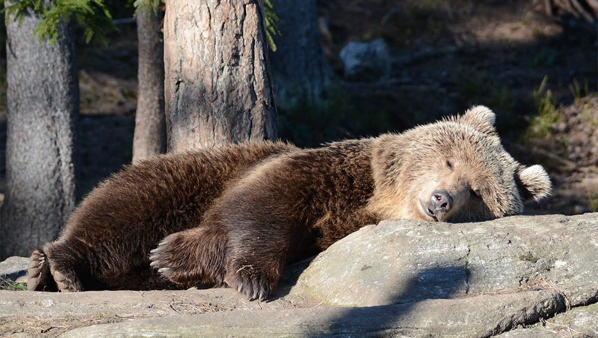 Ein Braunbär liegt auf einem Felsen im Wald.