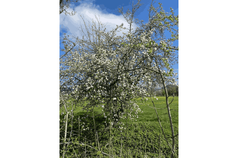 Pflanze an Pferdewiese