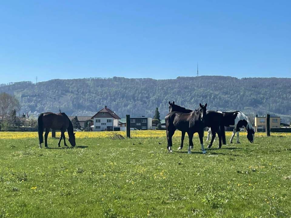 Pferde auf Weide